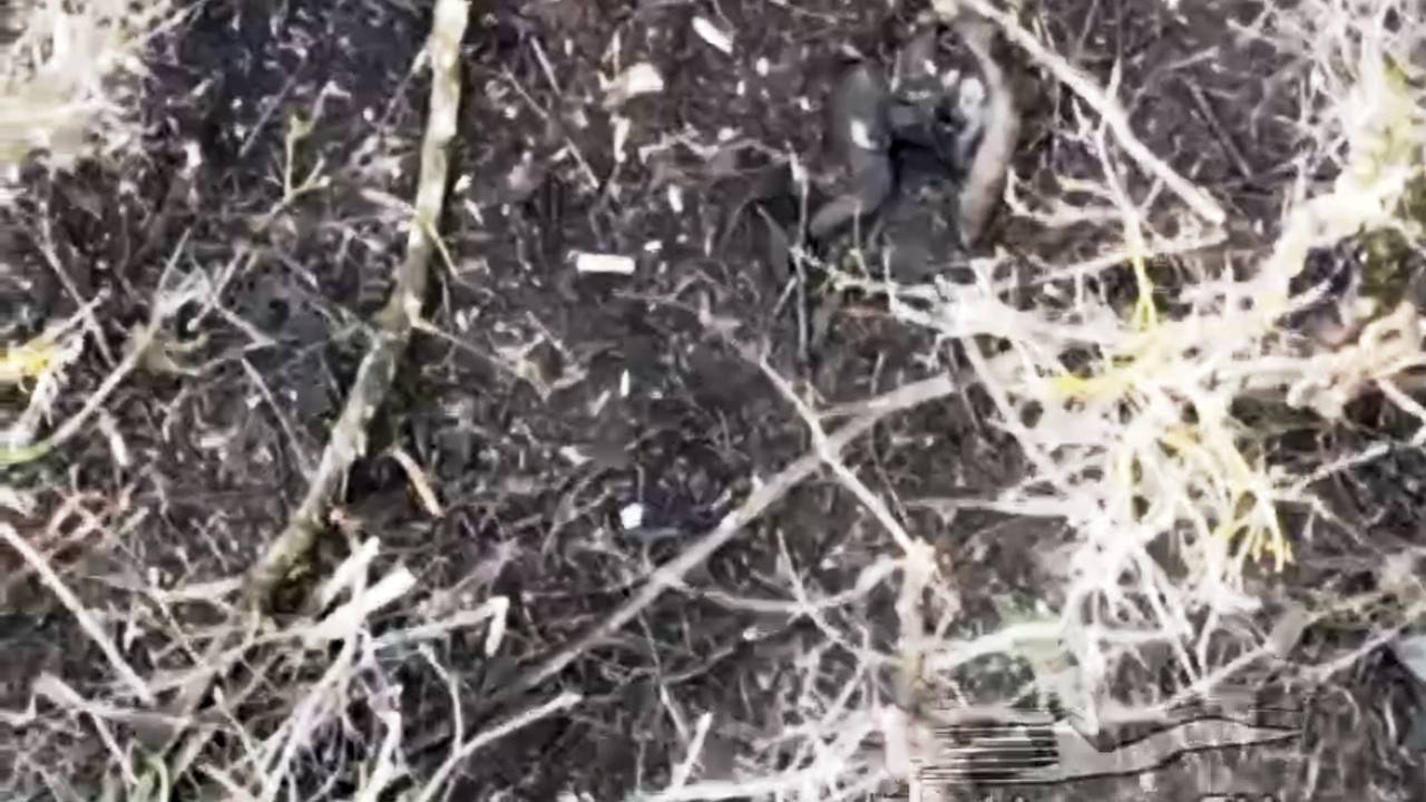 Заваленные трупами солдат ВСУ посадки у границ Белгородской области показали на видео