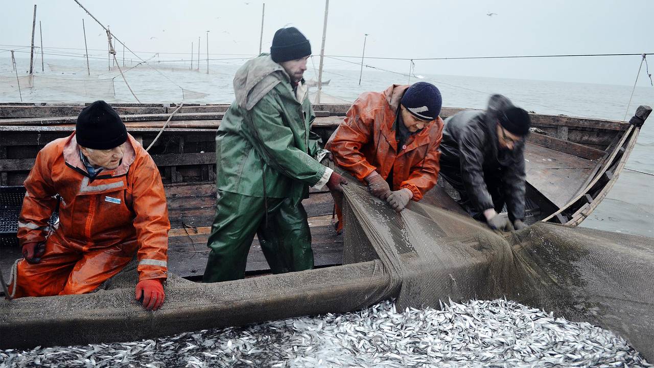 Поставки российской рыбы за рубеж упали