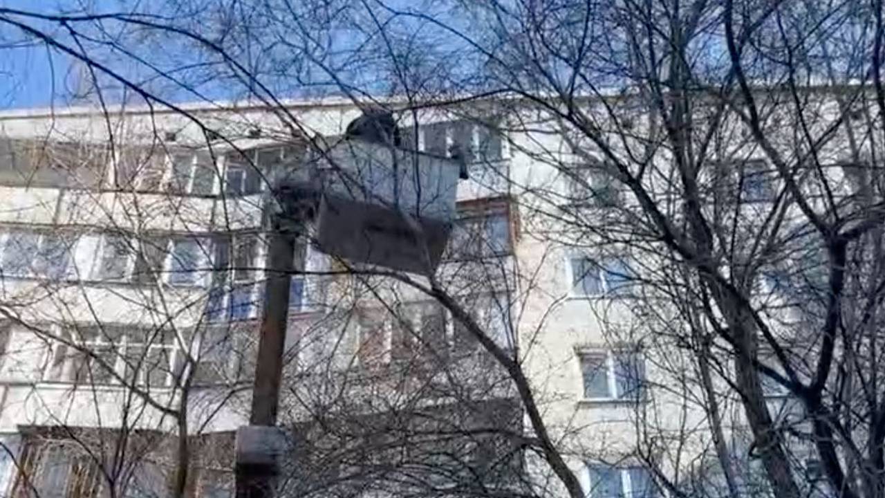В Омске владелец автовышки бесплатно снял с дерева просидевшего там два дня котенка