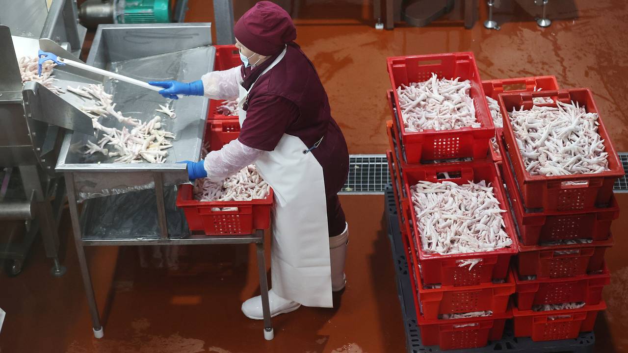 На Украине закупили куриные ножки для противостояния одной угрозе