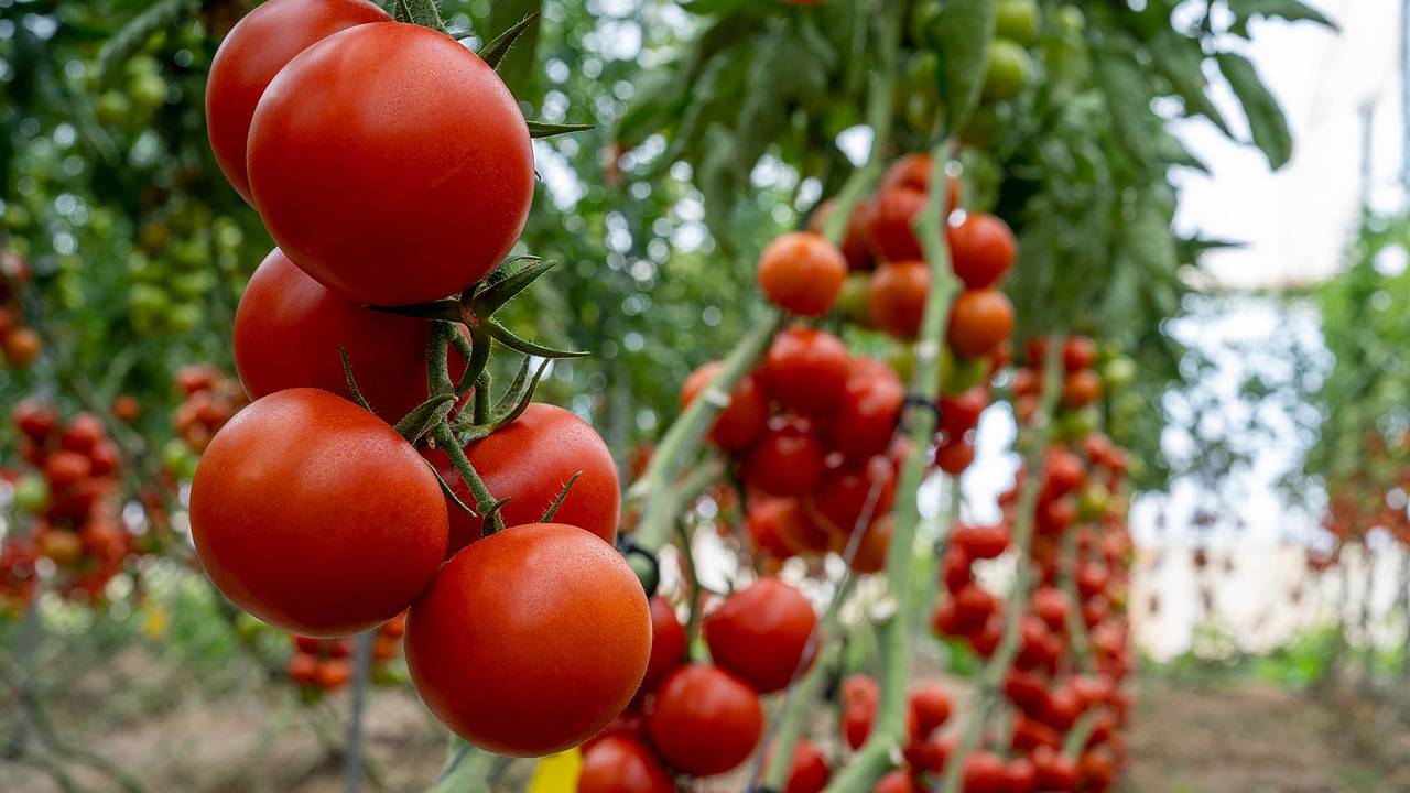 Дачникам рассказали о способах борьбы с частой проблемой томатов