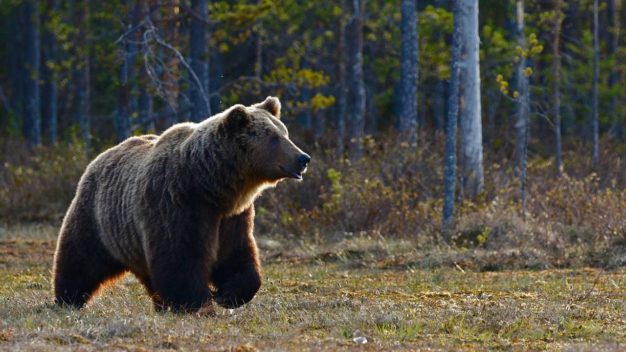 Медведь сбежал из России на поиски любви