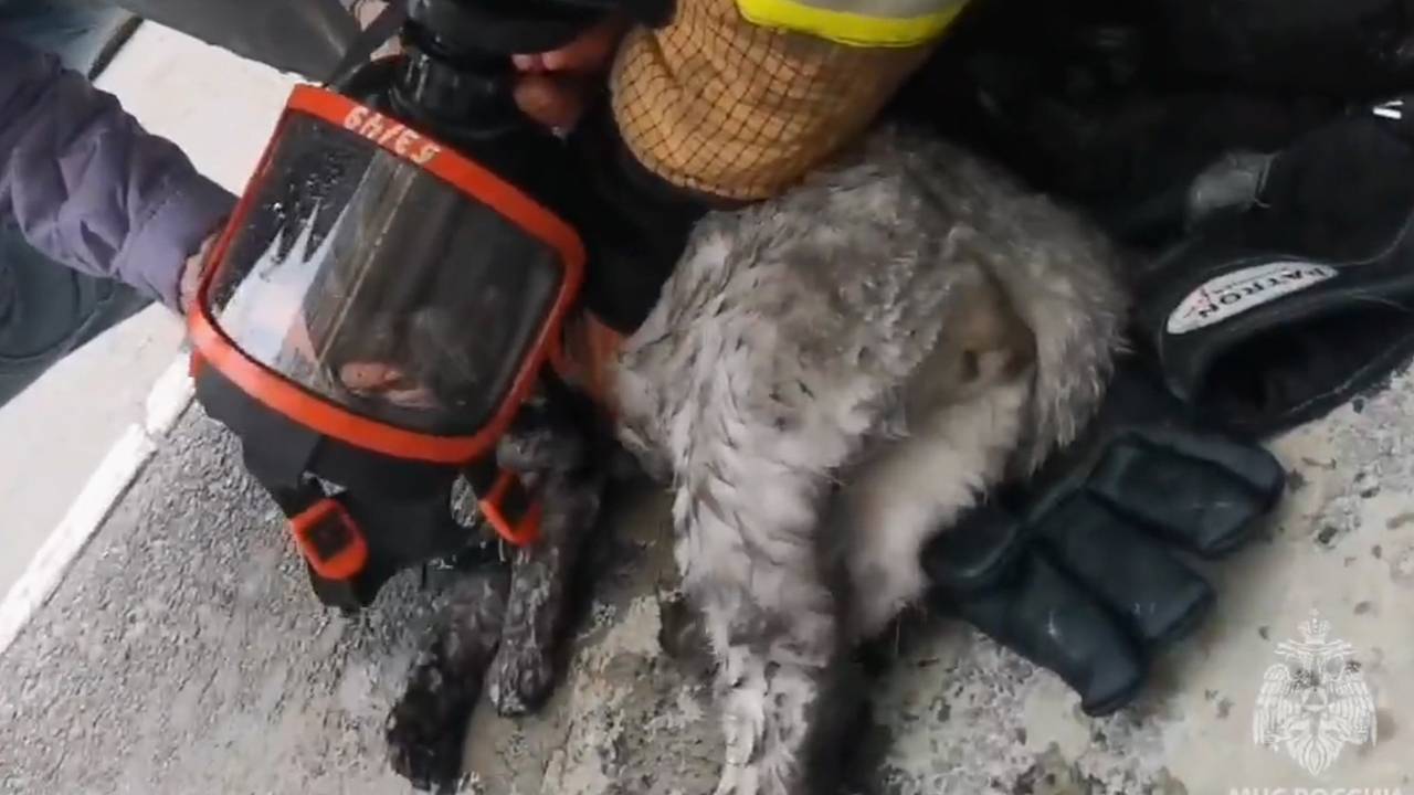 Пожарные спасли из огня двух человек и вернули к жизни кота