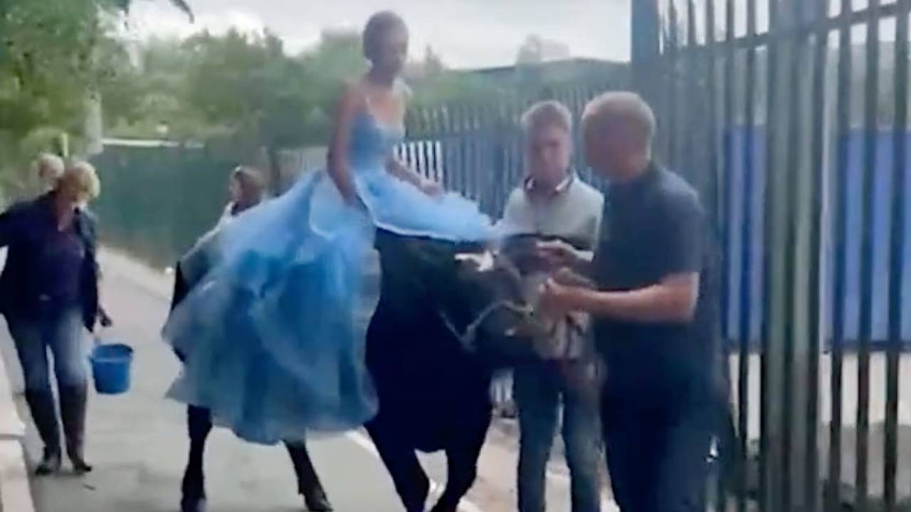 Нарядная школьница приехала на выпускной верхом на корове и попала на видео