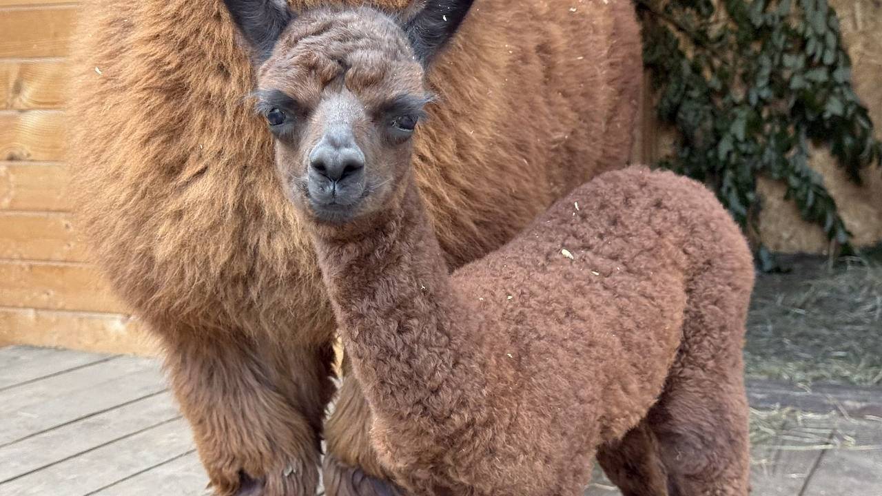 Детеныш альпака получил экологичное имя на курорте «Манжерок»