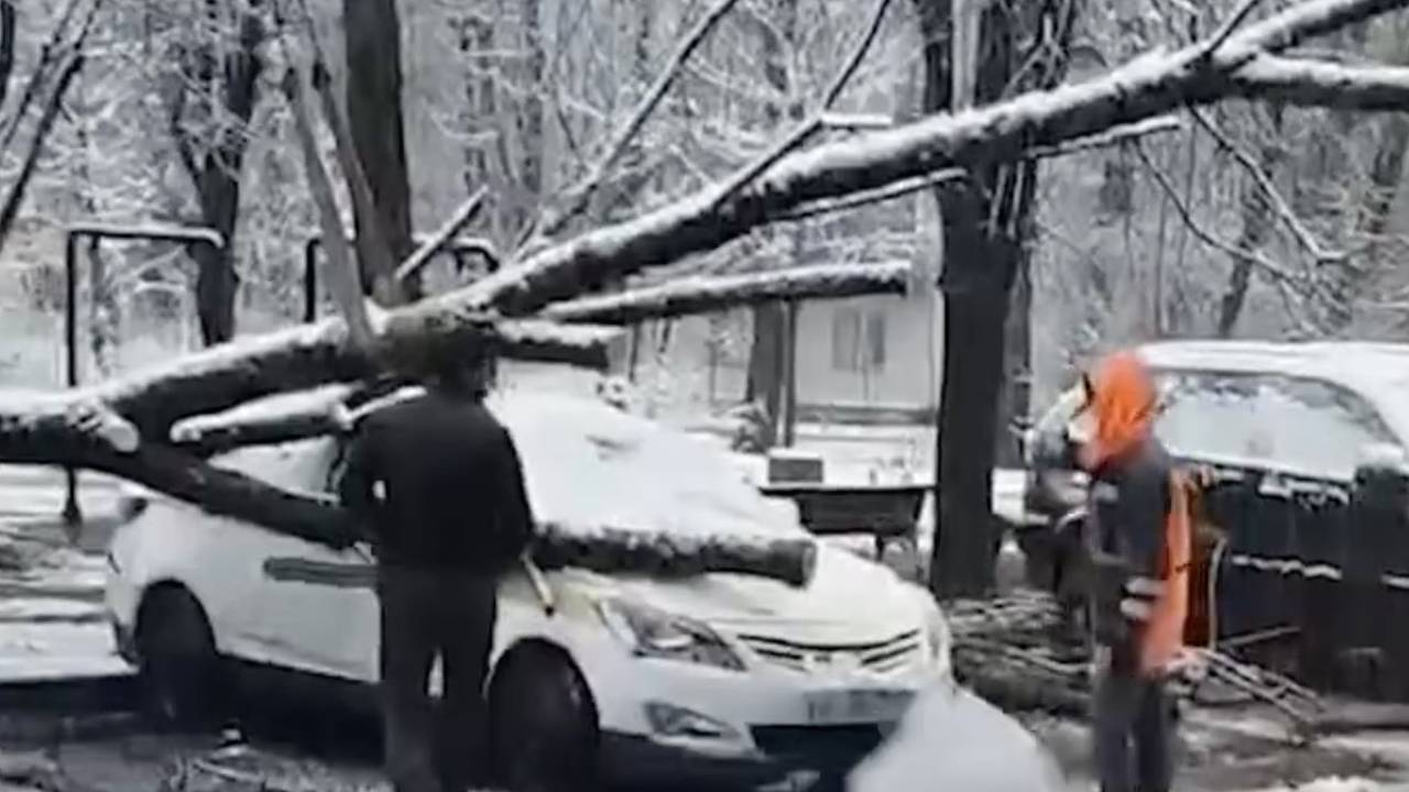 В Москве дерево под тяжестью снега рухнуло на машины