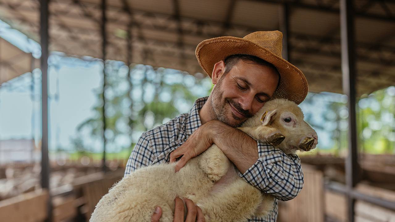 Более 200 посетителей фермы покормили животных и заразились от них паразитами