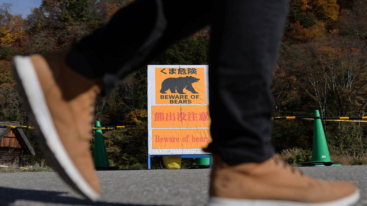 Японские медведи-людоеды побили рекорд по количеству жертв