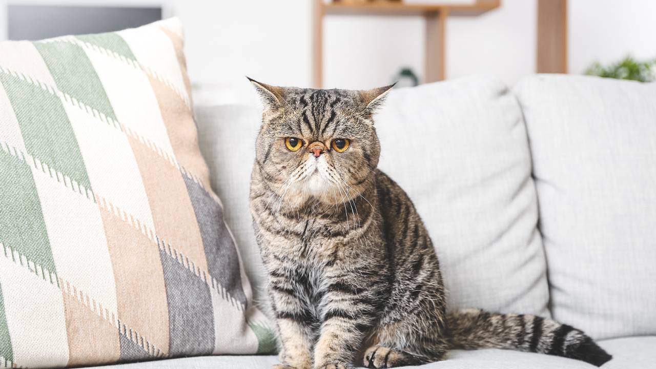 Бывшие соседки больше года судились из-за кота и потратили на это два миллиона рублей