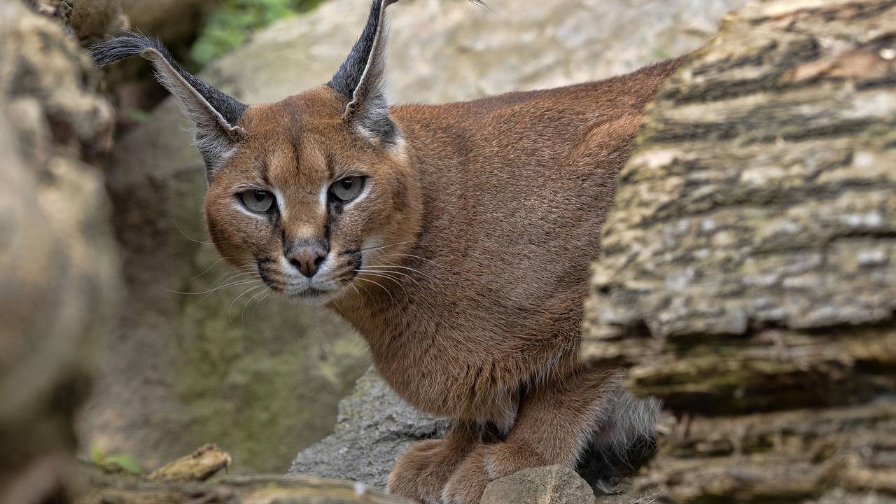 Россияне сняли с дерева рысь