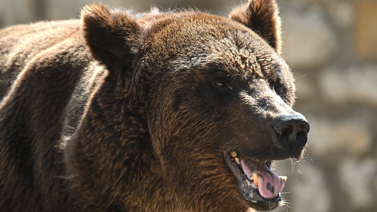 Медведь напугал посетителей рождественской ярмарки