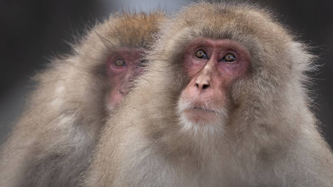 Обезьяна откусила палец пережившему нападение тигра уборщику зоопарка