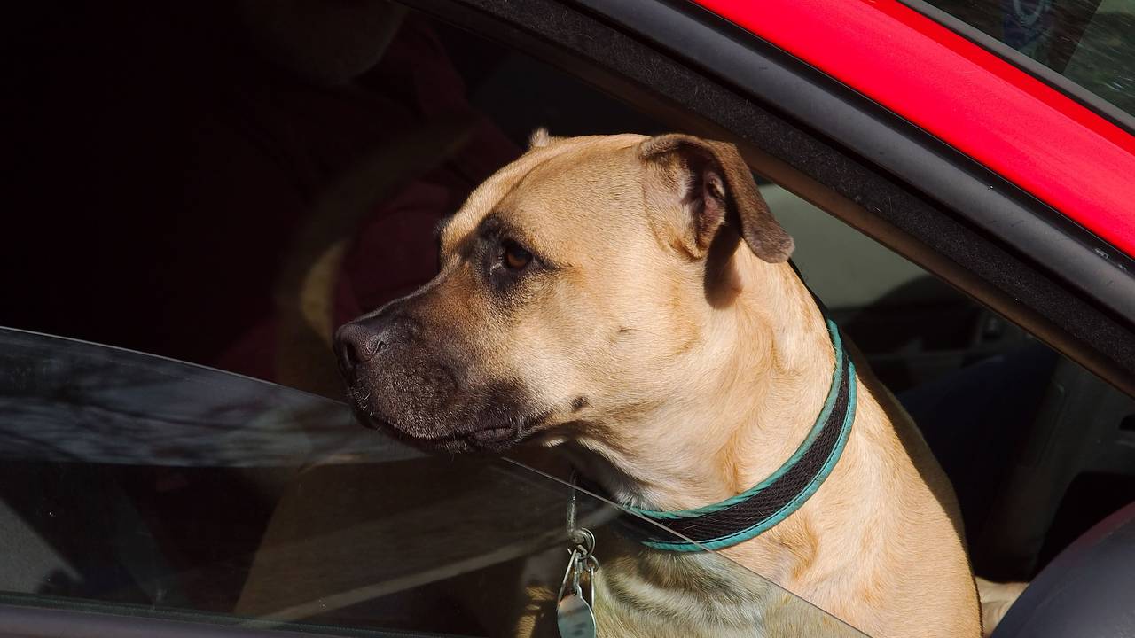 В Подмосковье женщина ездила с собакой в машине и попалась на экстремизме