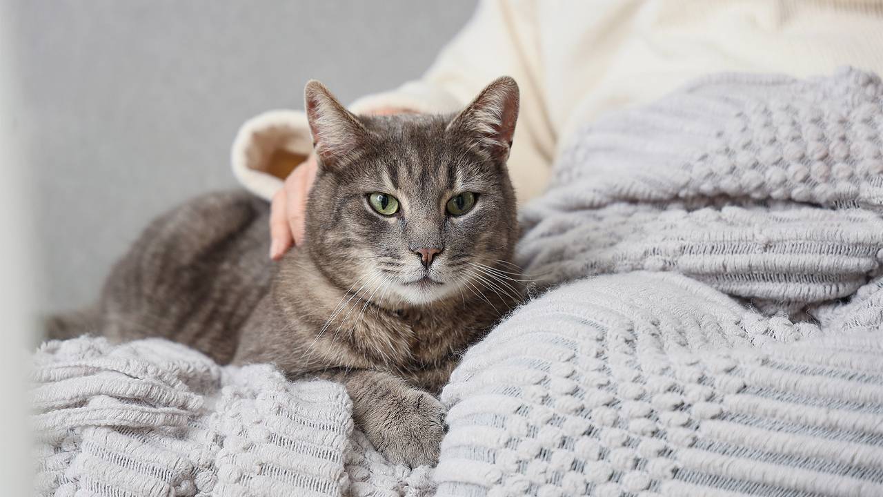 Кошка вернулась домой перед Рождеством спустя пять лет после исчезновения