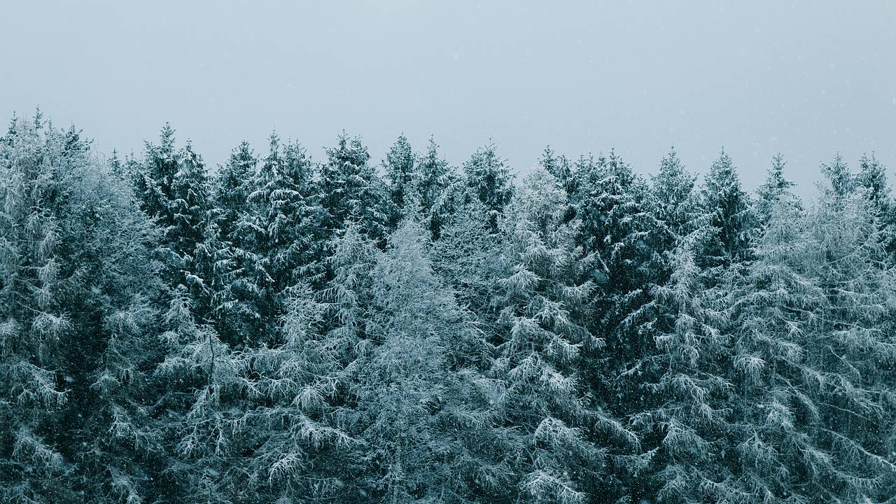 Спасенные в Ленинградской области отец и сын рассказали о проведенной в лесу ночи