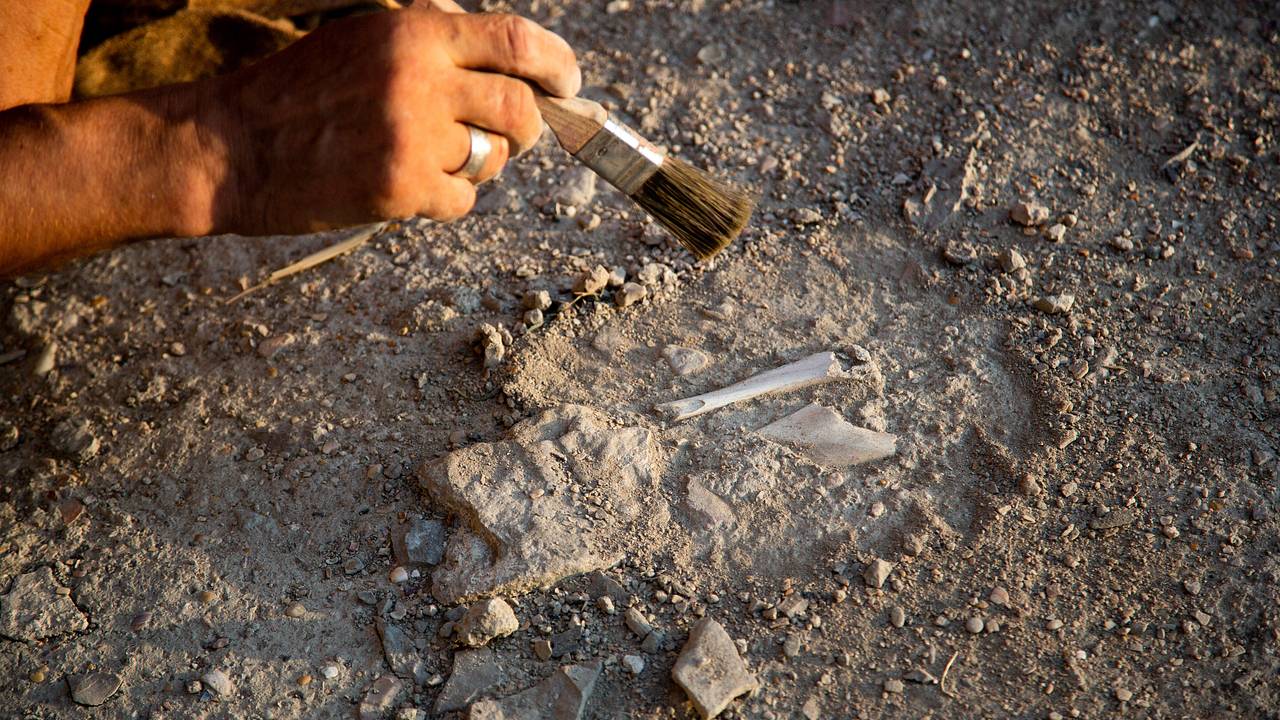 В пещере нашли мумии живших столетия назад гепардов