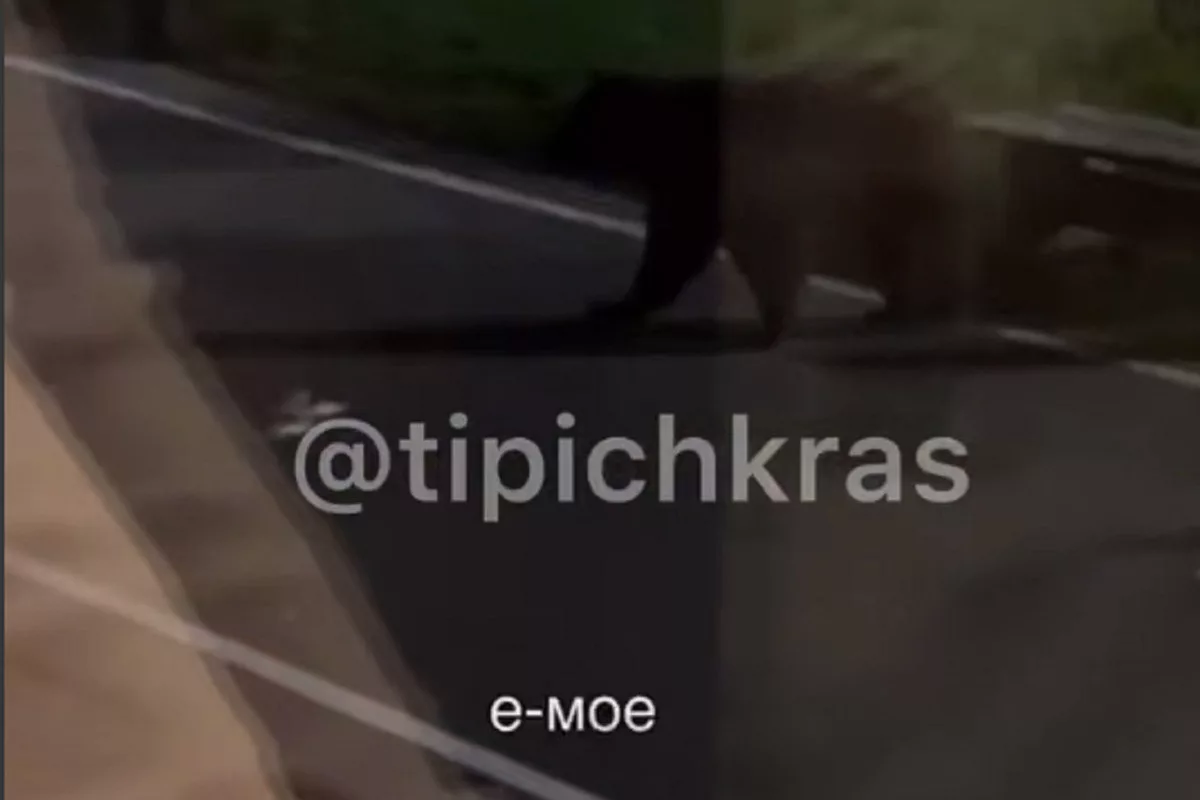 Два медведя вышли к ресторану в Красной Поляне — туристы сняли встречу на видео