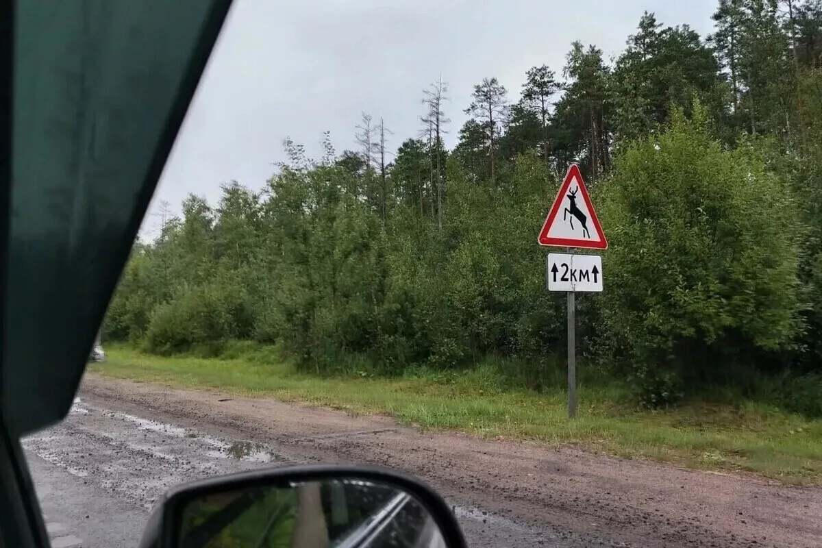 Кабаны решили познакомиться с жителями Приморского района Петербурга
